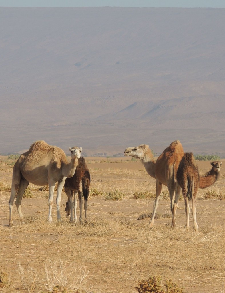 Photos Maroc 2016 -2 175