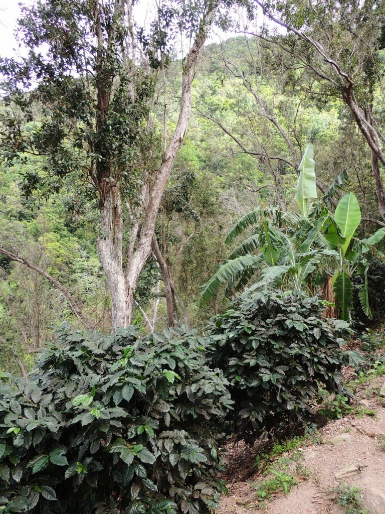 Caféier des Blue Mountains