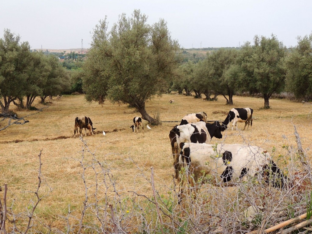 Photos Maroc 2017 294