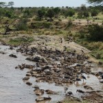 Hécatombe suite à la traversée de la rivière