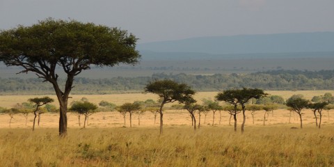 Afrique Australe 2017 : 1° étape, l’Afrique de l’Est