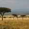 Afrique Australe 2017 : 1° étape, l’Afrique de l’Est